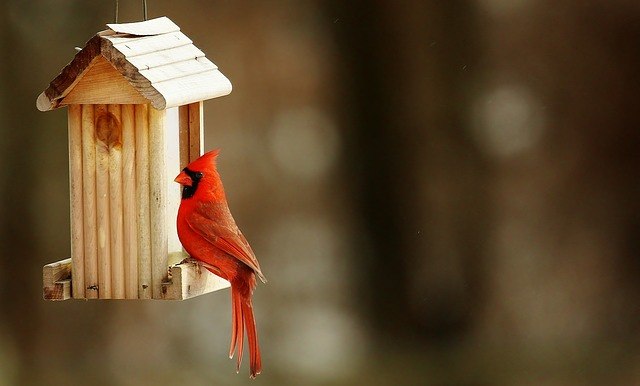 how to build a bird feeder out of wood